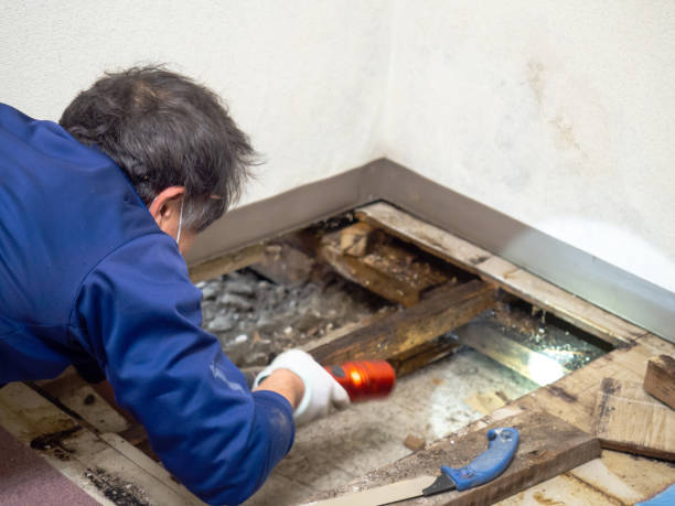 Best Residential Mold Remediation in Landmk, AR