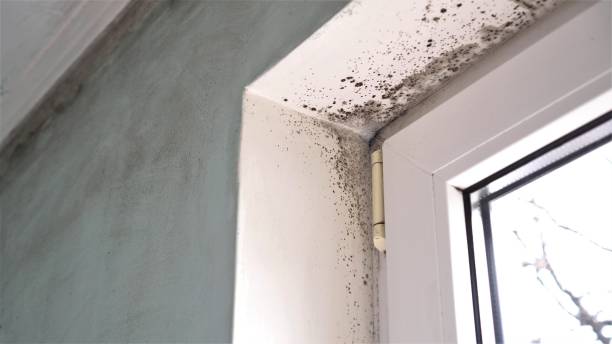 Best HVAC Mold Remediation in Landmk, AR