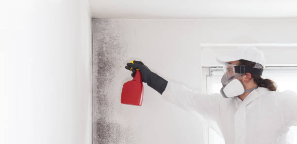 Best White Mold Remediation in Landmk, AR