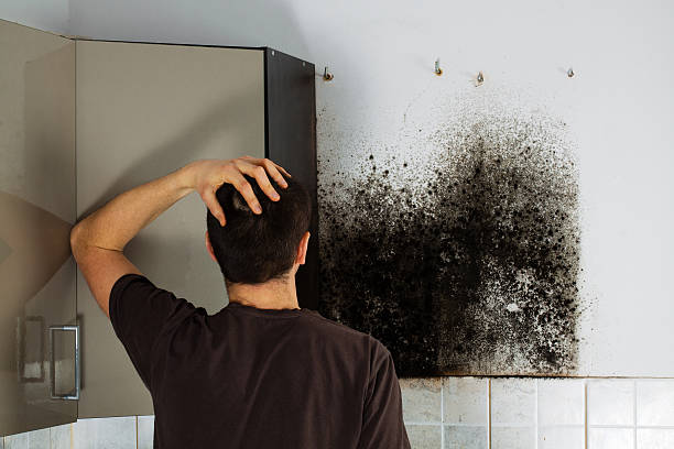 Best Mold Testing and Inspection Services in Landmk, AR