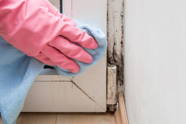 Best Bathroom Mold Remediation in Landmk, AR